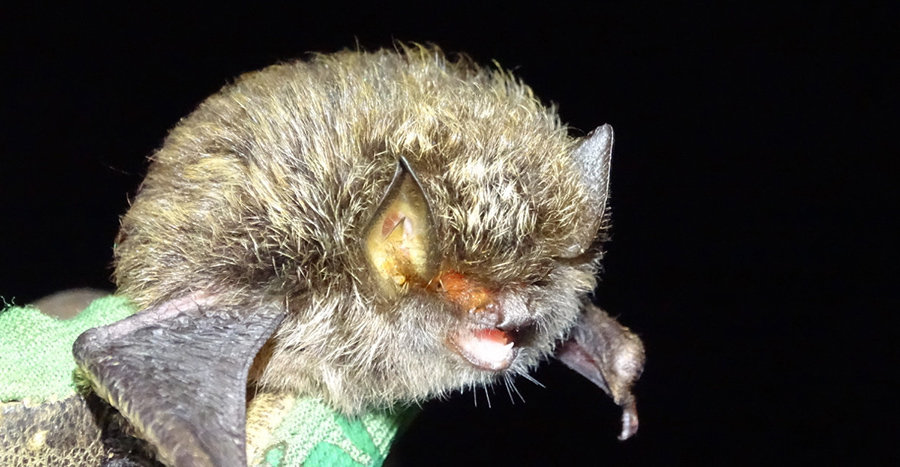 Damara woolly bat
