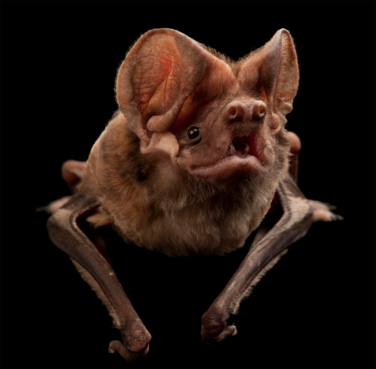 Florida bonneted bat