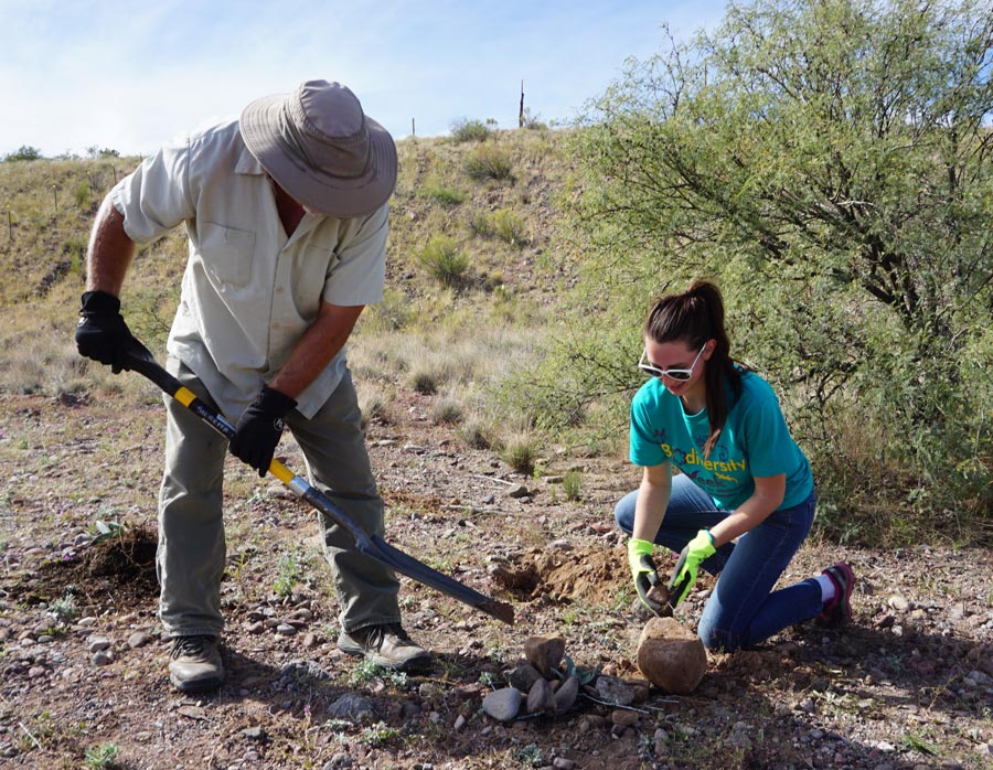 Volunteers Steve Plath and Leah Sunna plant agave in Morenci, Arizona