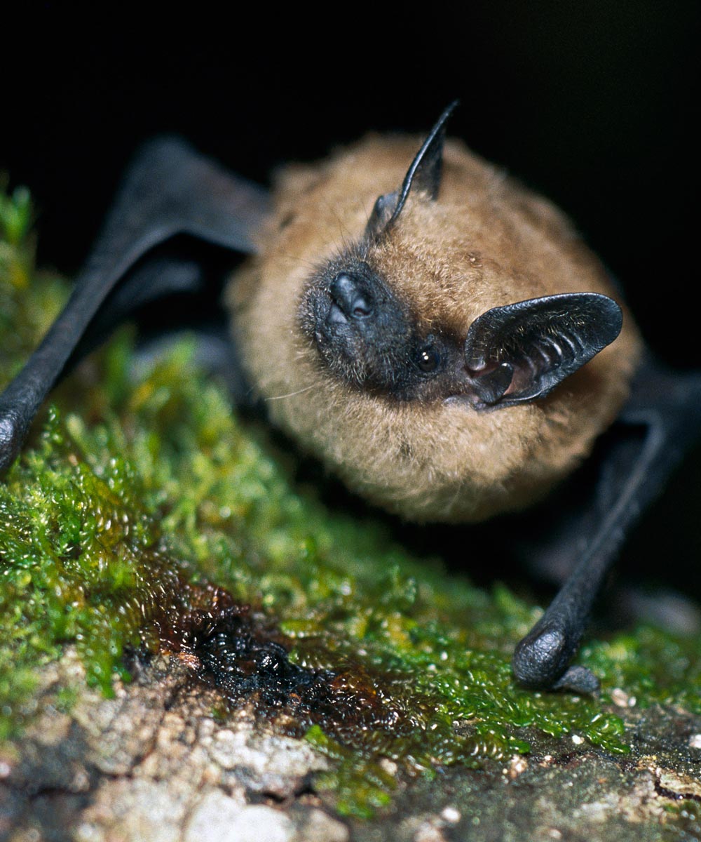 big brown bat on mossy surface