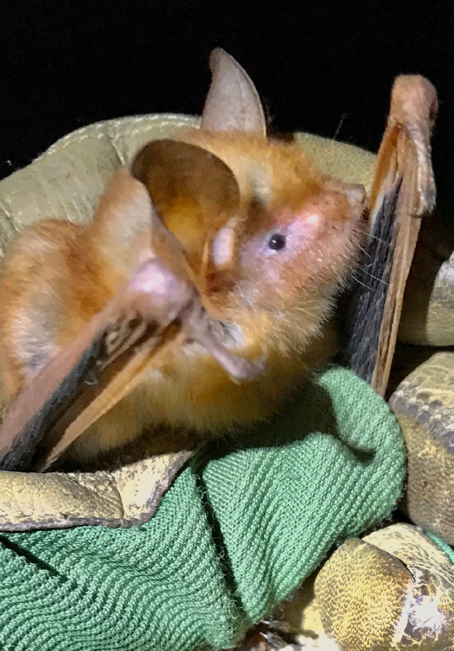 bat in hand with wings peeking out