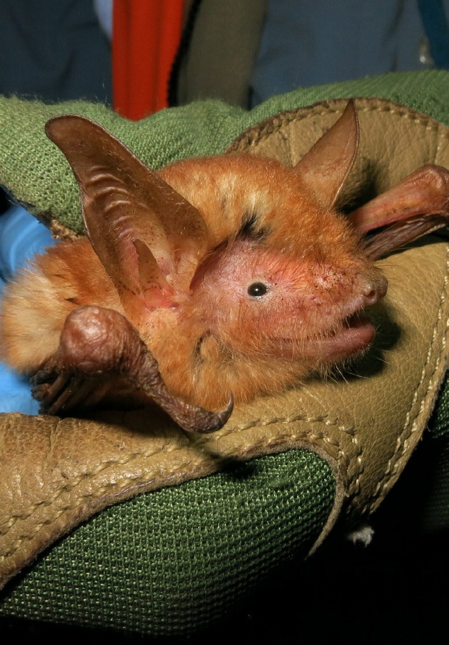 bat with eyes open in hand