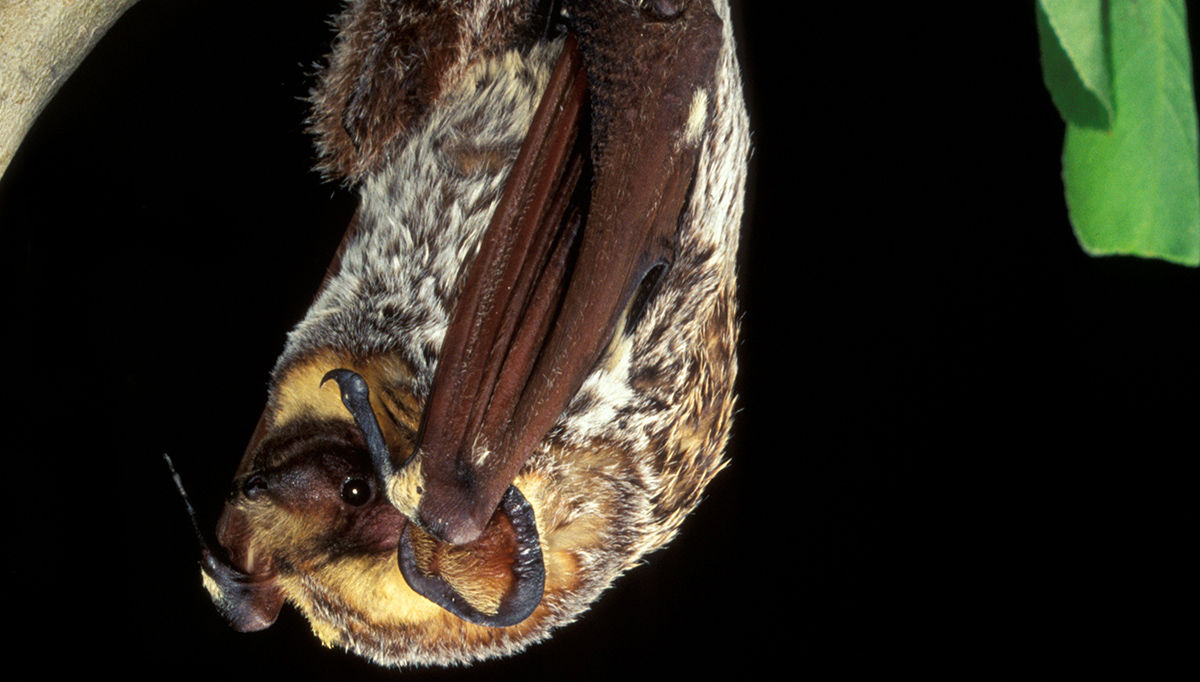 Hoary bat (Lasiurus cinereus) hanging from tree