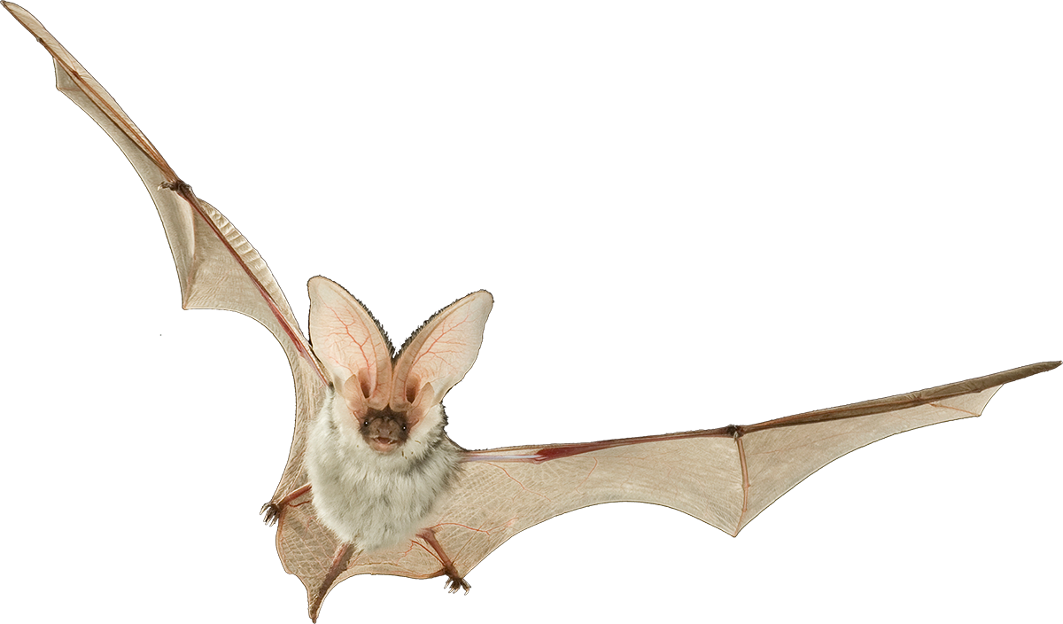 Spotted bat (Euderma maculatum). Photo by Michael Durham/Minden Pictures.