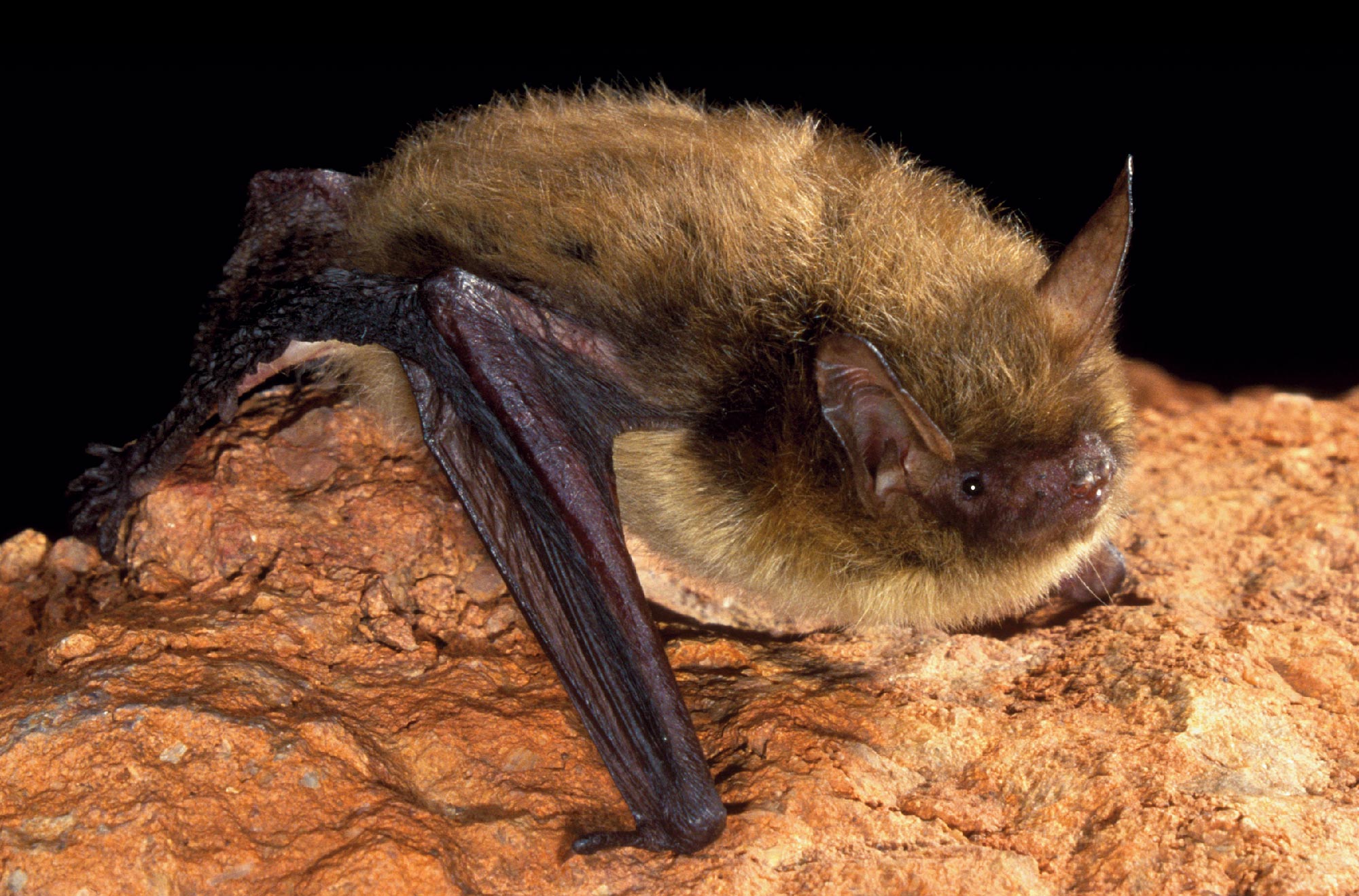 A close-up photograph perspective of the northern long-eared bat (Myotis septentrionalis) on a rock, picture courtesy: J. Scott Altenbach