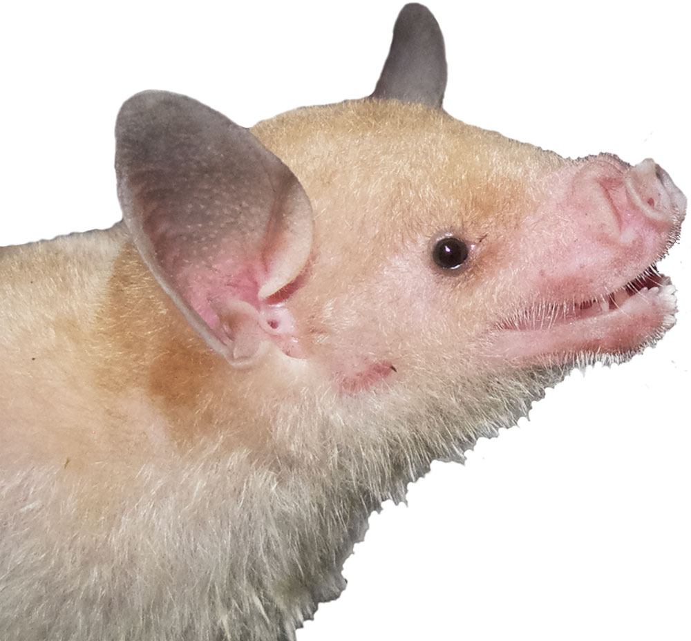 Endangered Jamaican flower bat, Phyllonycteris aphylla