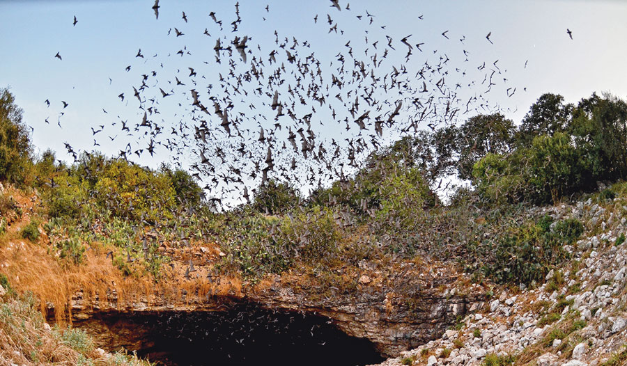  bats emerge from Bracken Cave