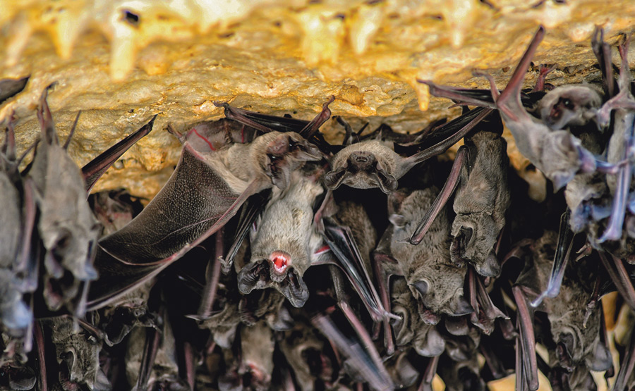 closeup of bats hanging out in a cave