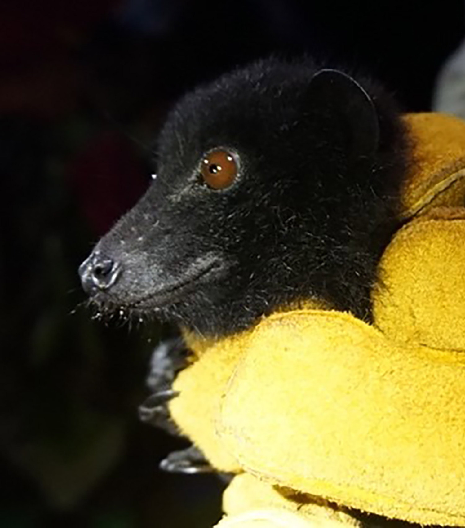 Photo of Livingstone's fruit bat (Pteropus livingstoni) by Dr. Isabella Mandi