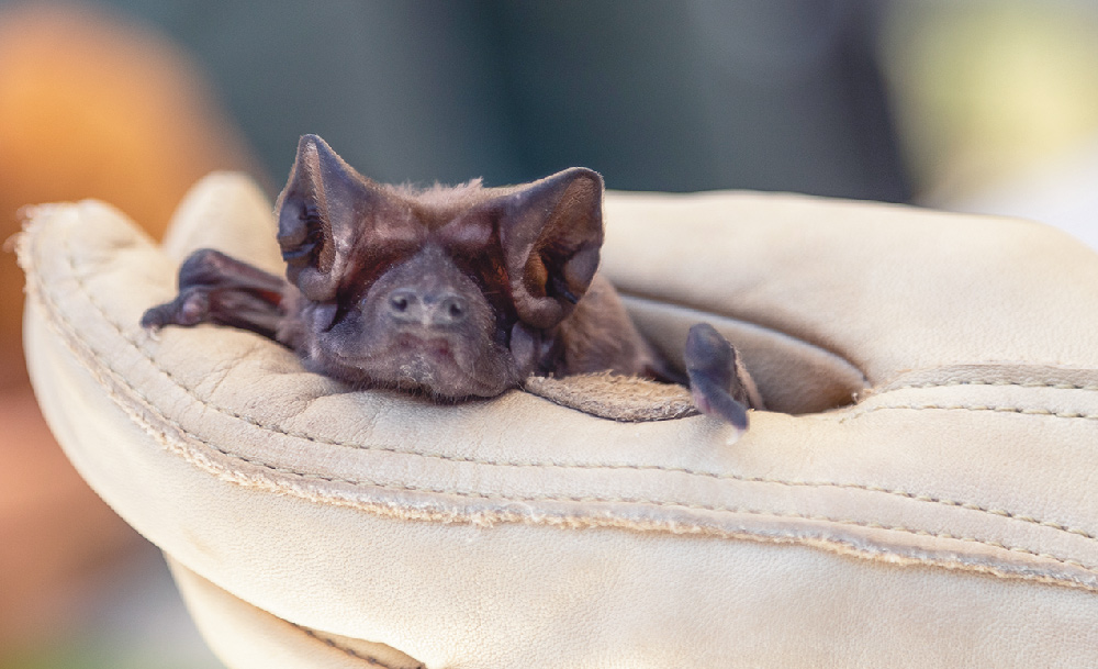 South Florida is home to four populations of Florida bonneted bats