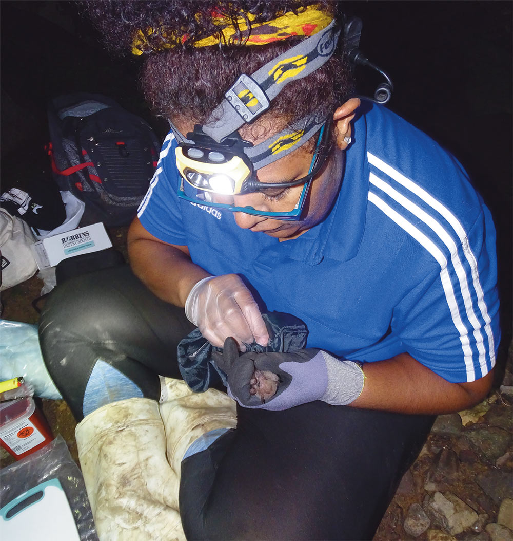 Siteri Tikoca collecting samples from a Fijian free-tailed bat at the Nakanacagi Bat Sanctuary in Fiji.