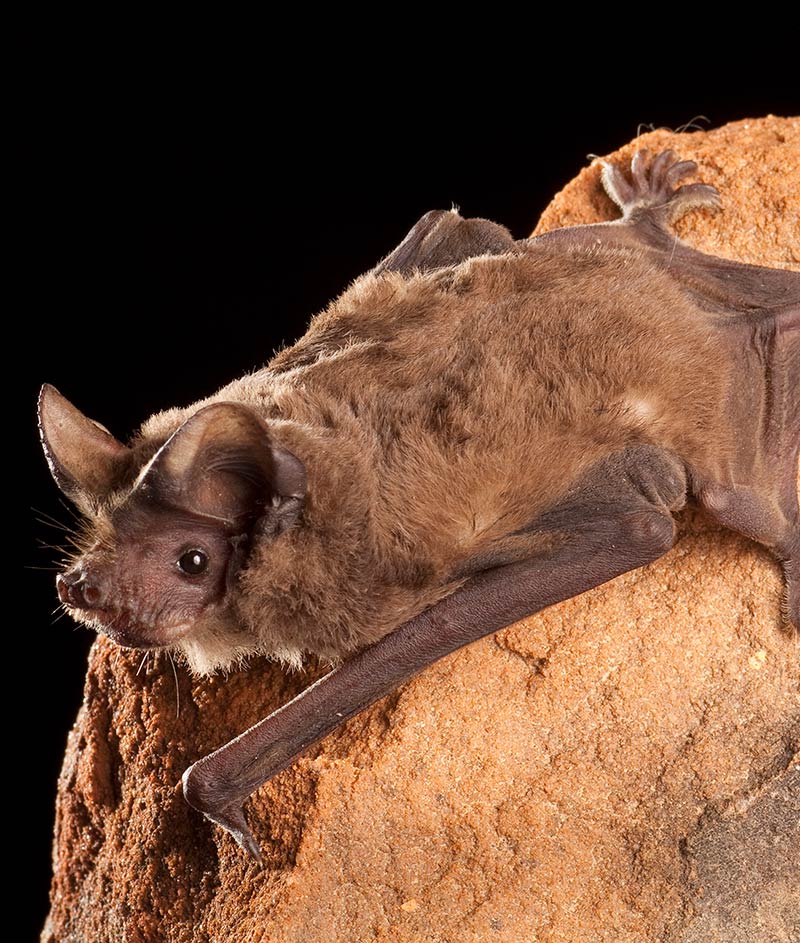 Free-tailed Bat