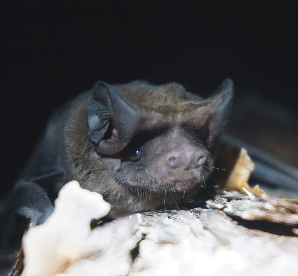 Florida Bonneted Bat