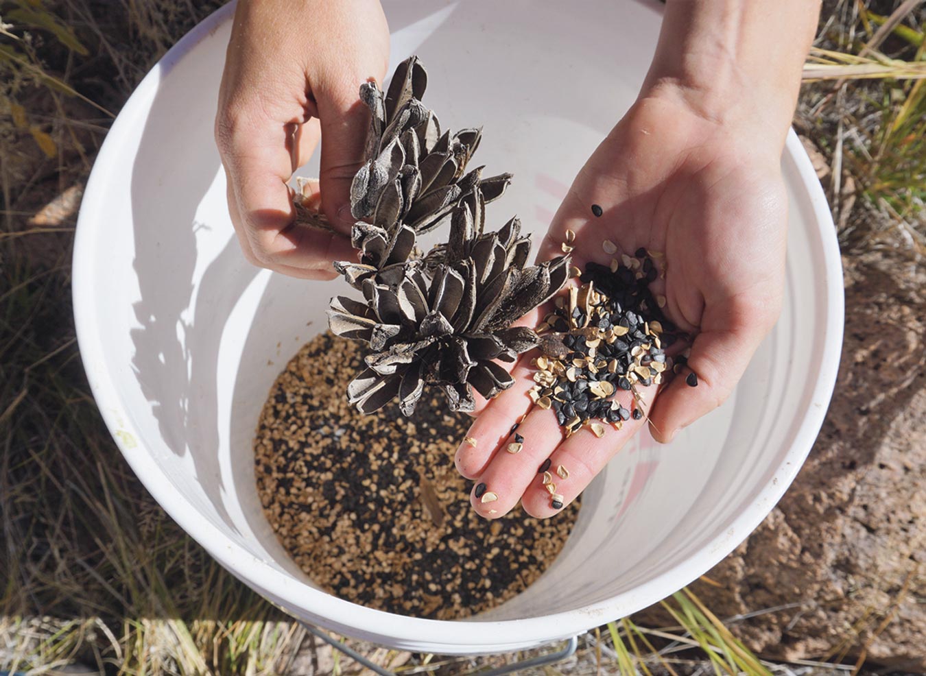 a hand holds agave seeds that will be used for restoration over a bucket