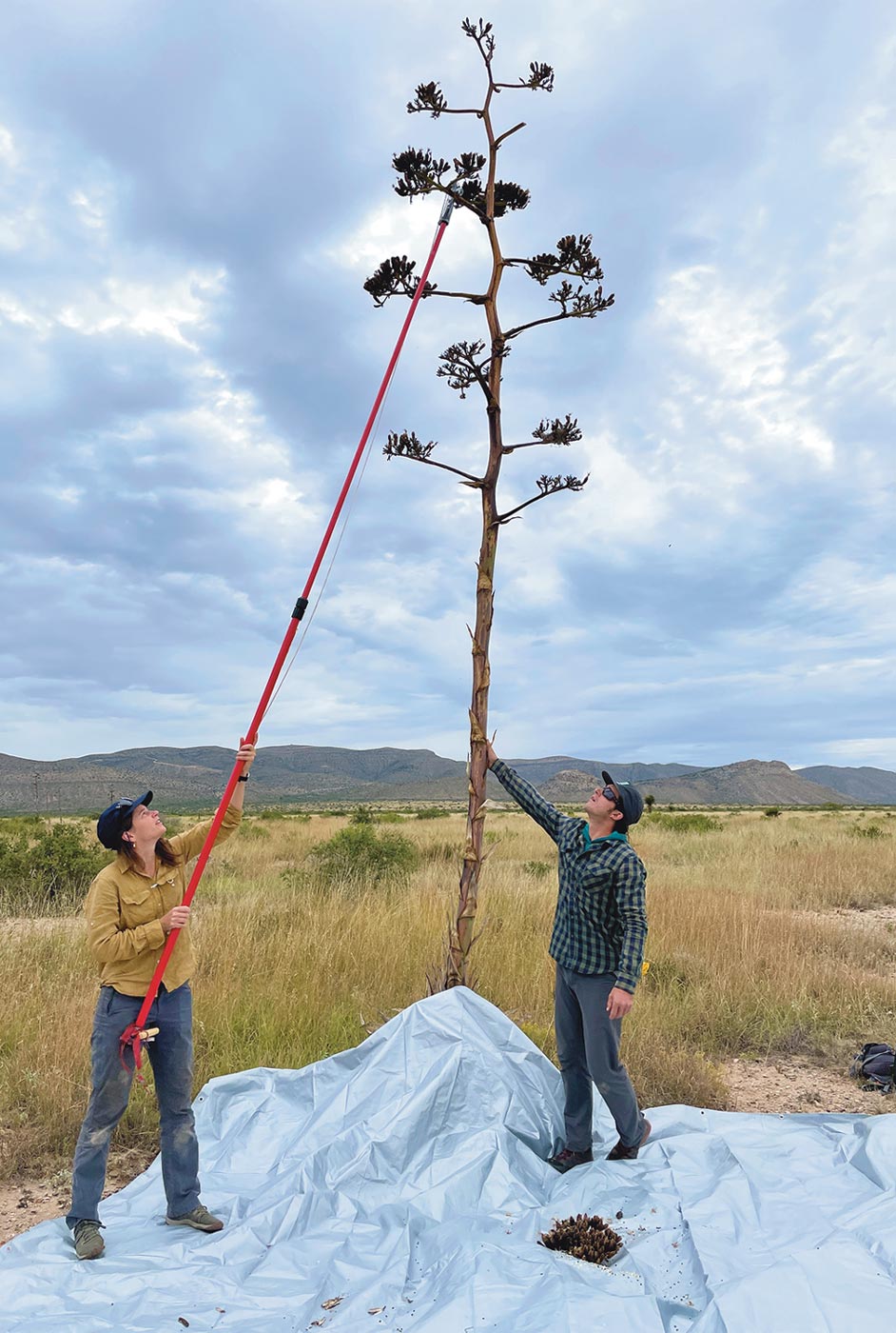 BCI staff using a long stick to collect agave seeds atop a tree at The Nature Conservancy Marathon Grasslands Preserve