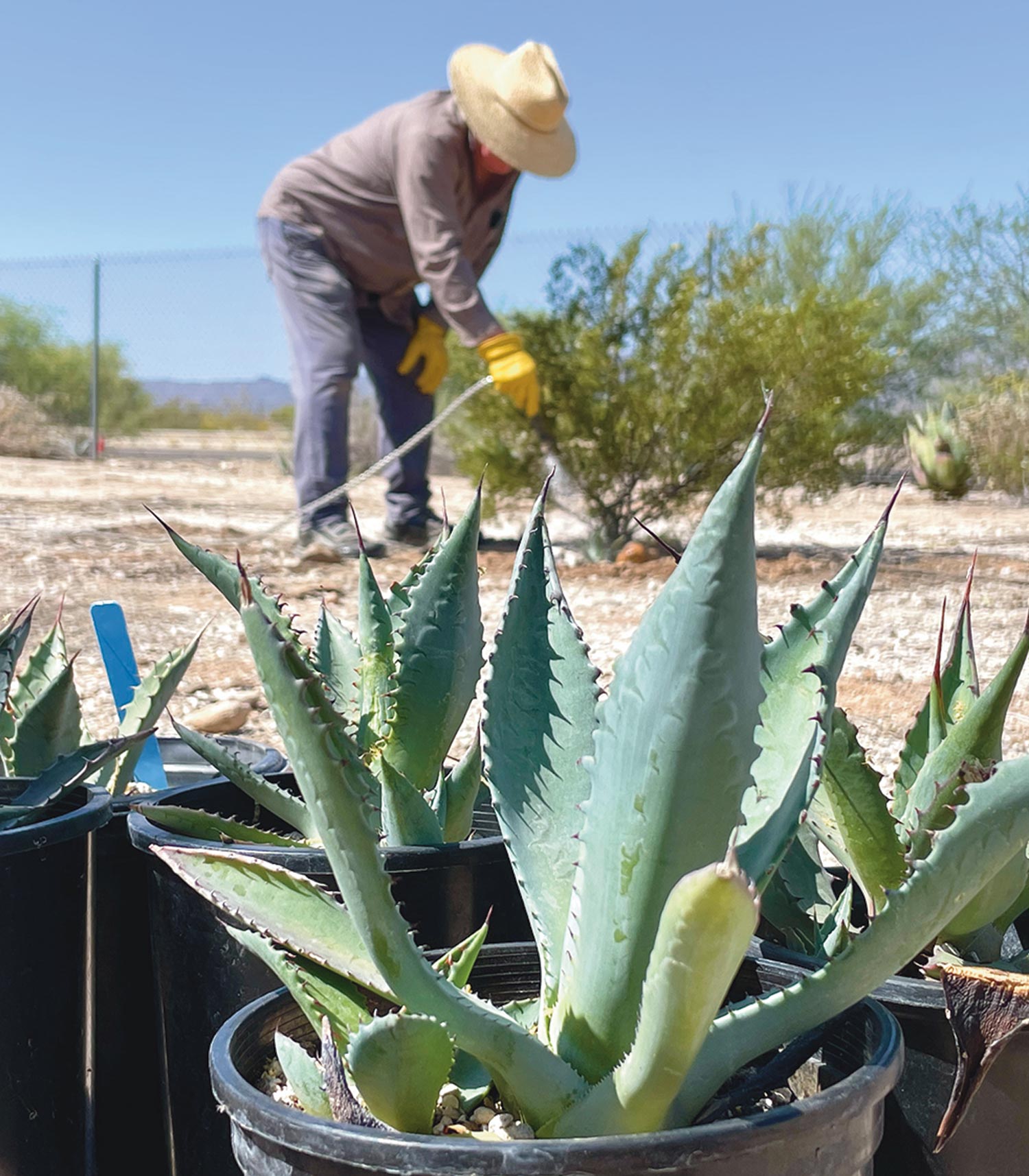 young agaves ready to be planted sit in the foreground while a person tends another plant in the background