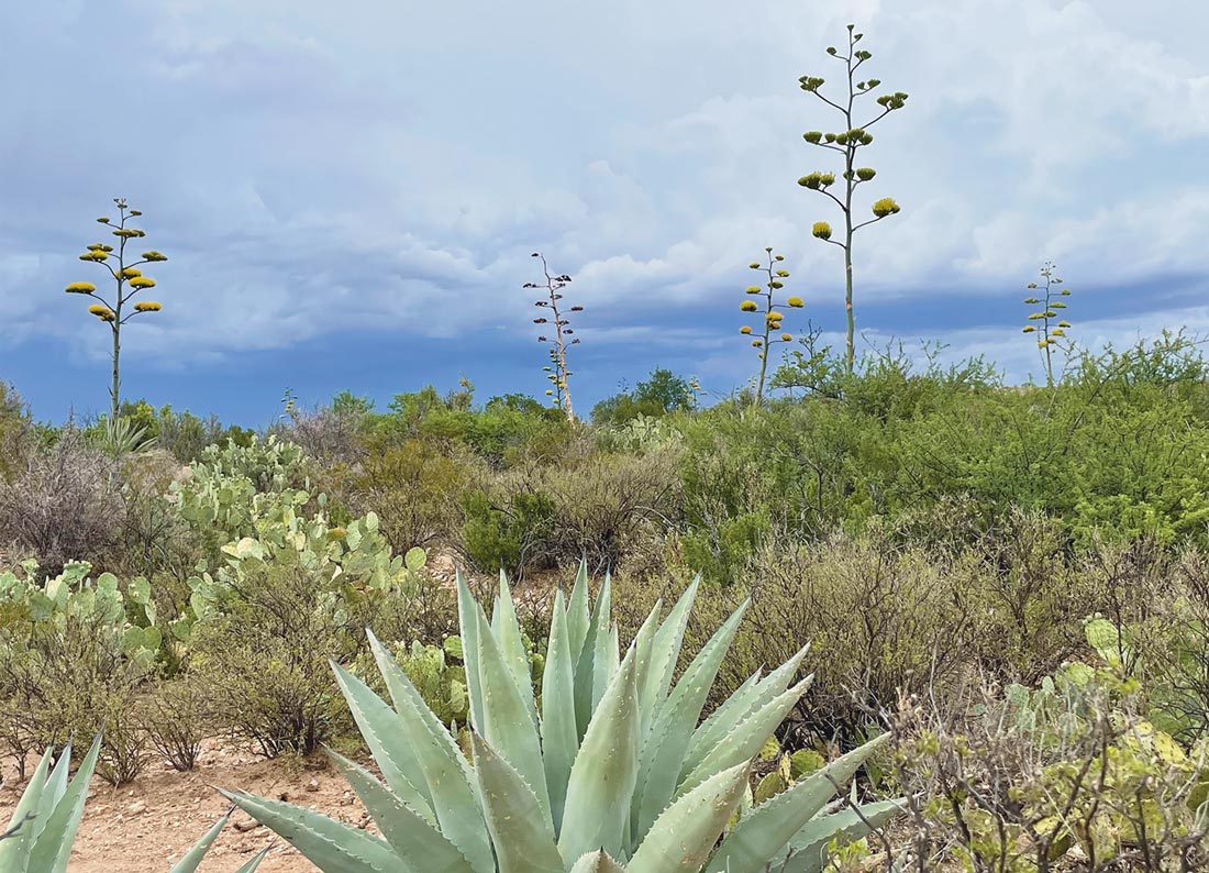 agaves blooming in Big Bend National Park, Texas
