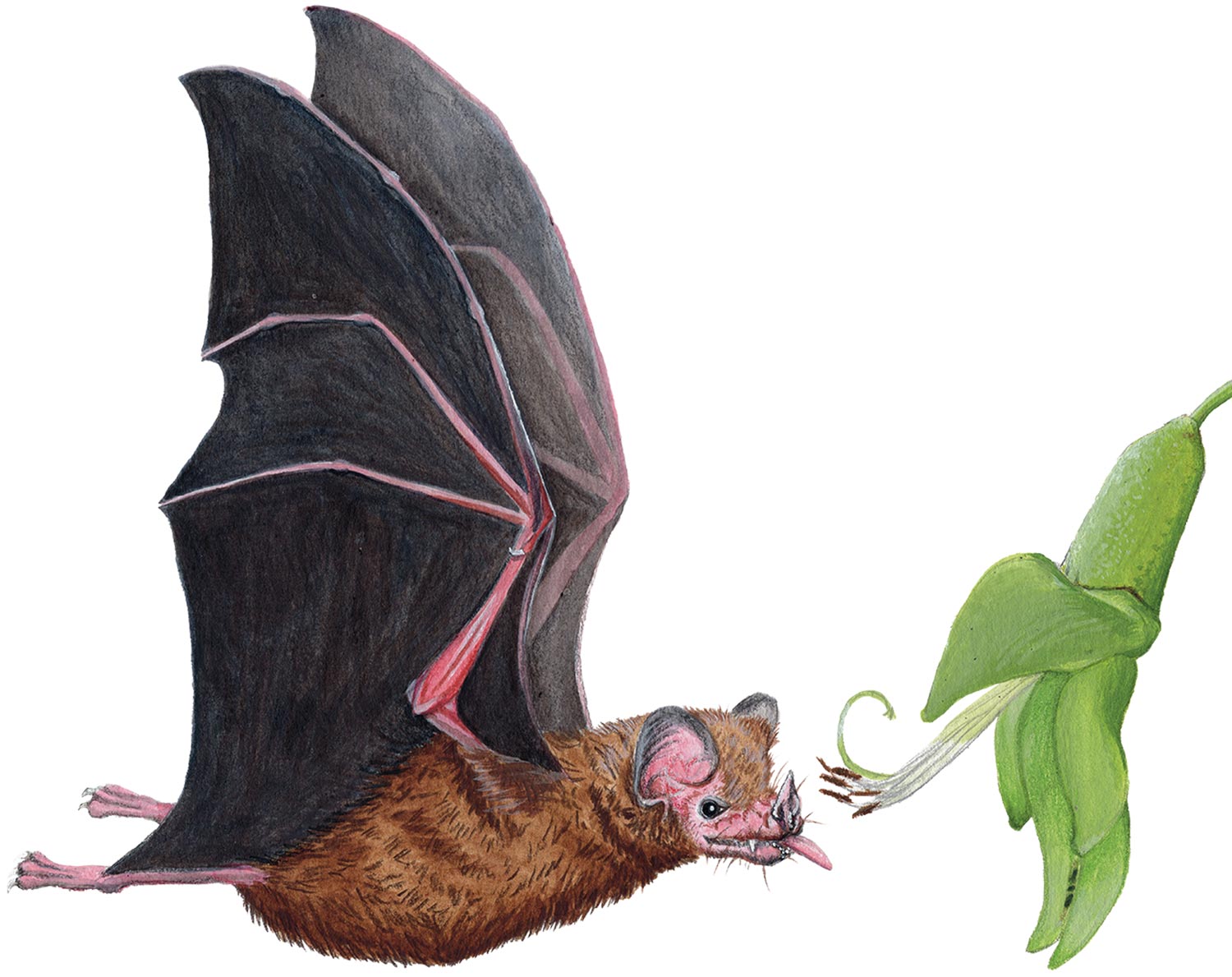 illustration of a flying bat eating a plant