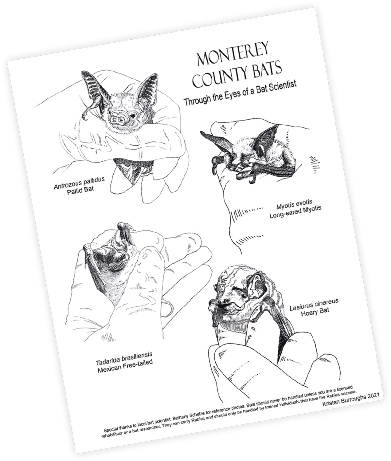 leaflet with illustrations of bats being held by gloved hands