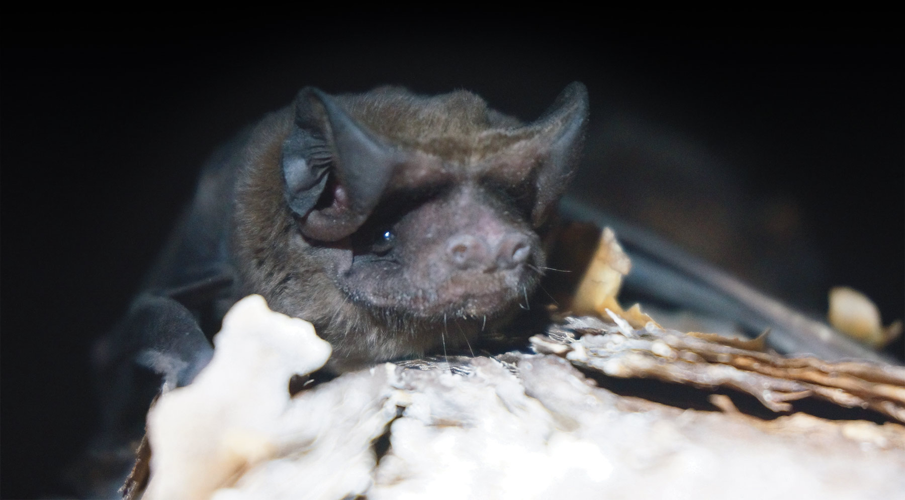 Florida bonneted bat sitting on a tree at night