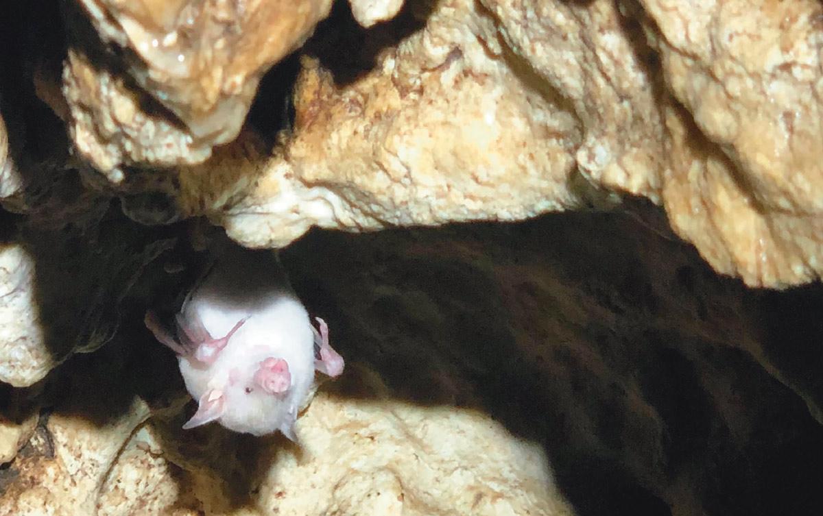 A Jamaican flower bat in Stony Hill Cave