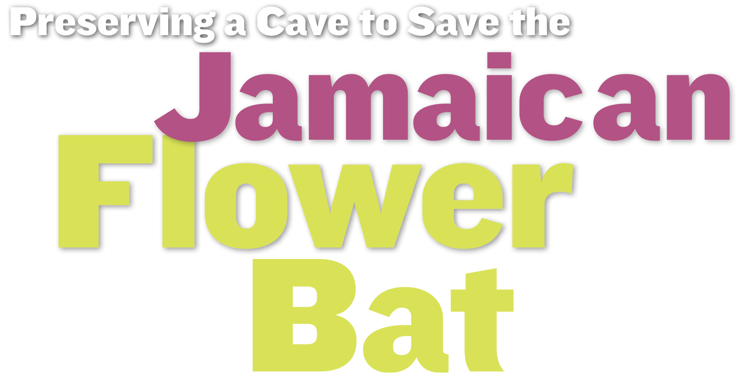 Preserving a Cave to Save the Jamaican Flower Bat