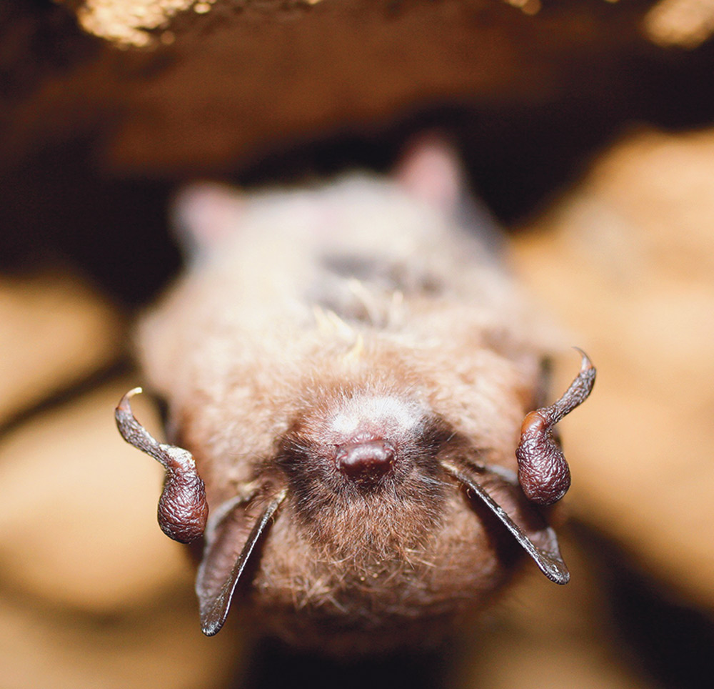 Resting little brown myotis with White-nose syndrome