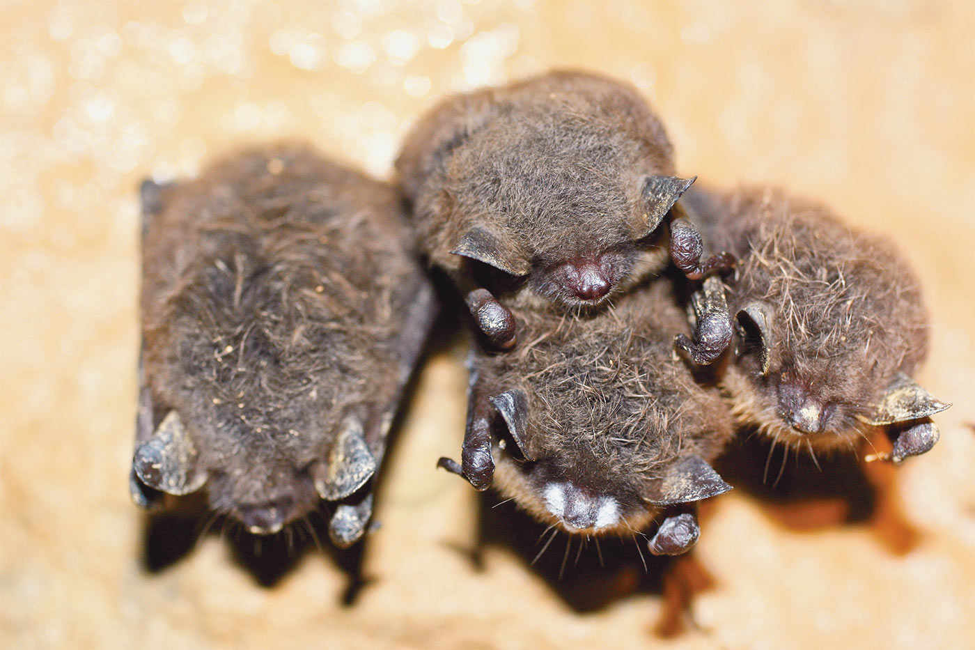 Group of little brown myotis with white-nose syndrome