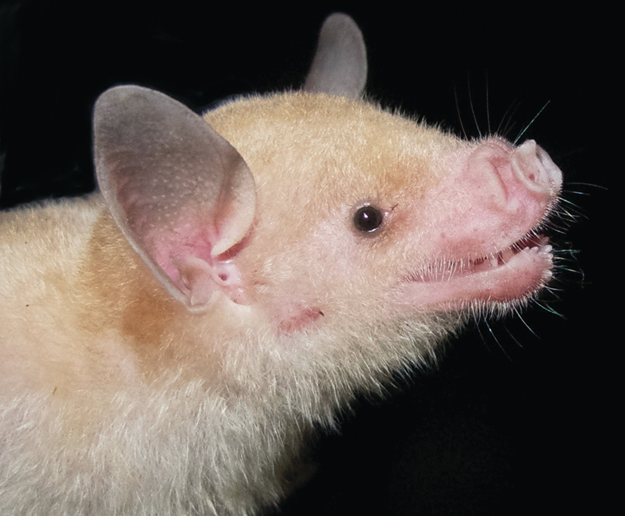 Picture of a Jamaican Wild Bat