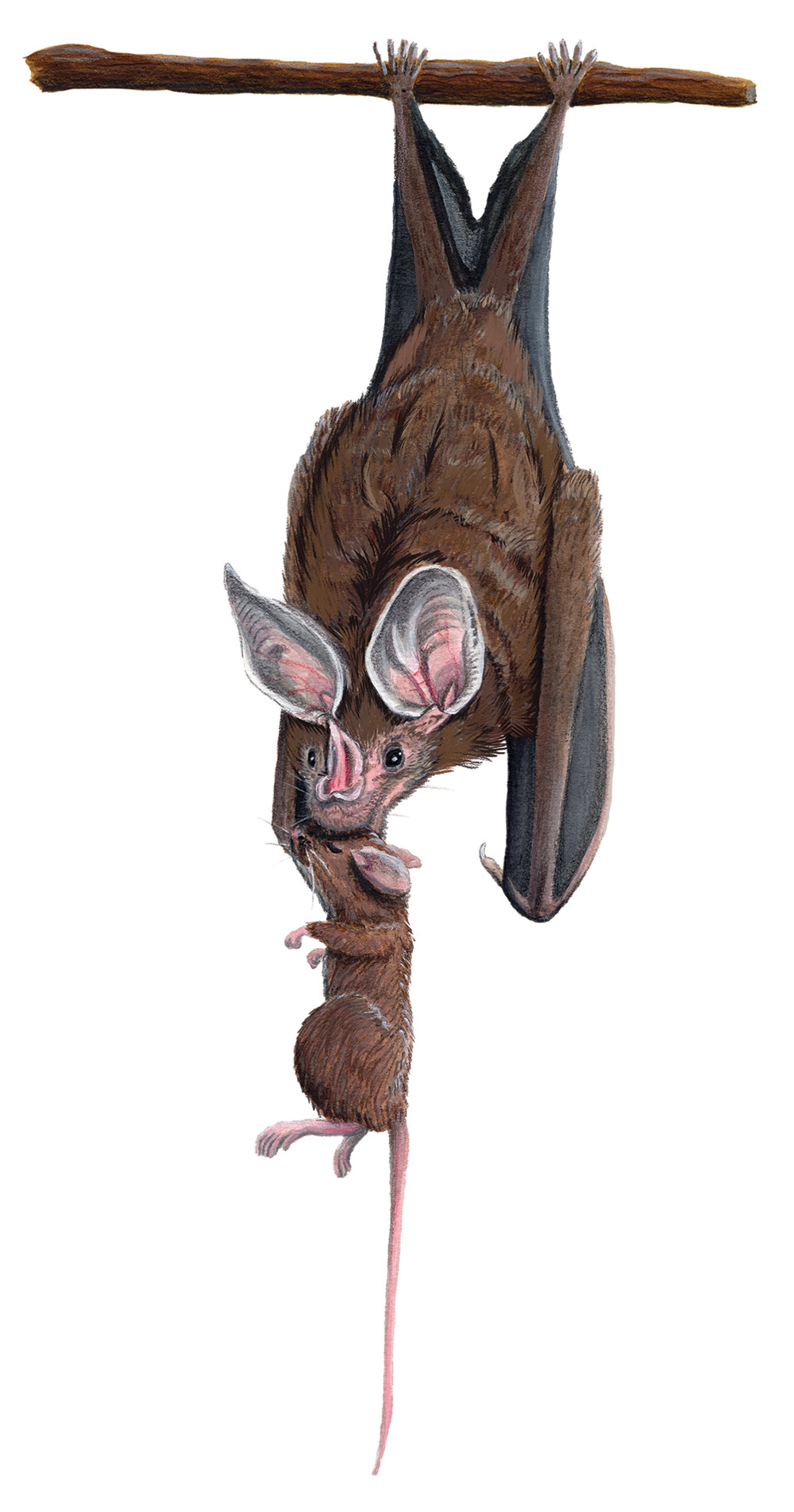 illustration of big-eared woolly bat
