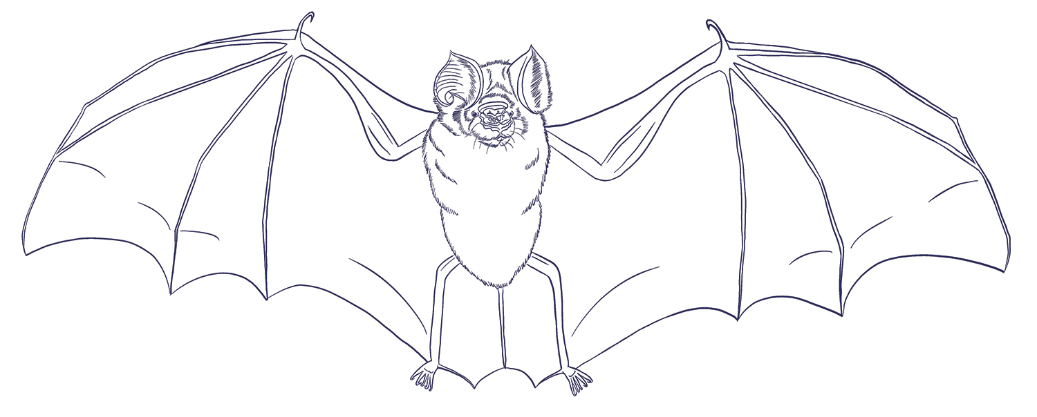 Line drawing of Lamotte’s roundleaf bat 