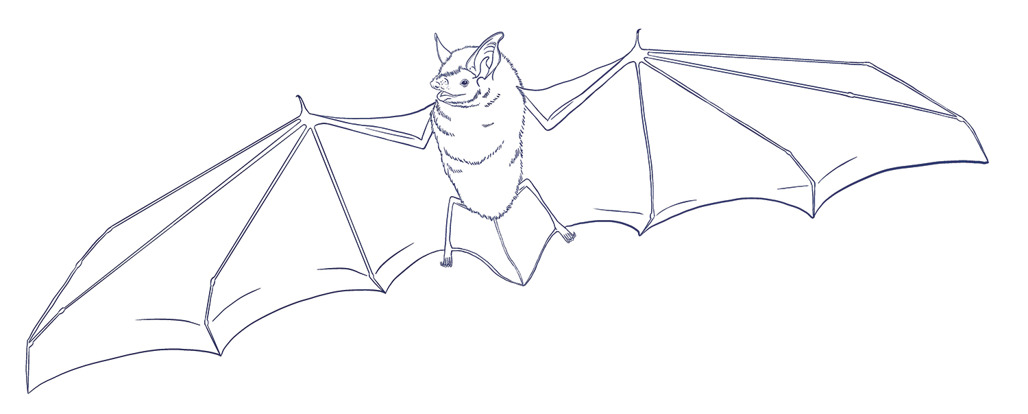 Line drawing of Nimba Myotis bat