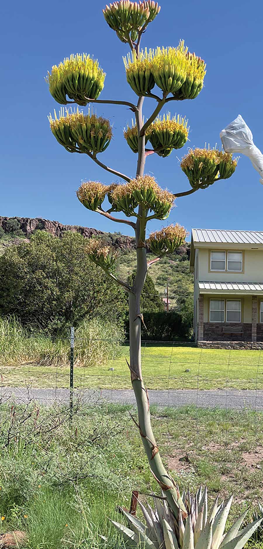 A portrait photograph of a long skinny green/yellow agave flower tree situated in a residential neighborhood area nearby a street and house on a bright sunny day