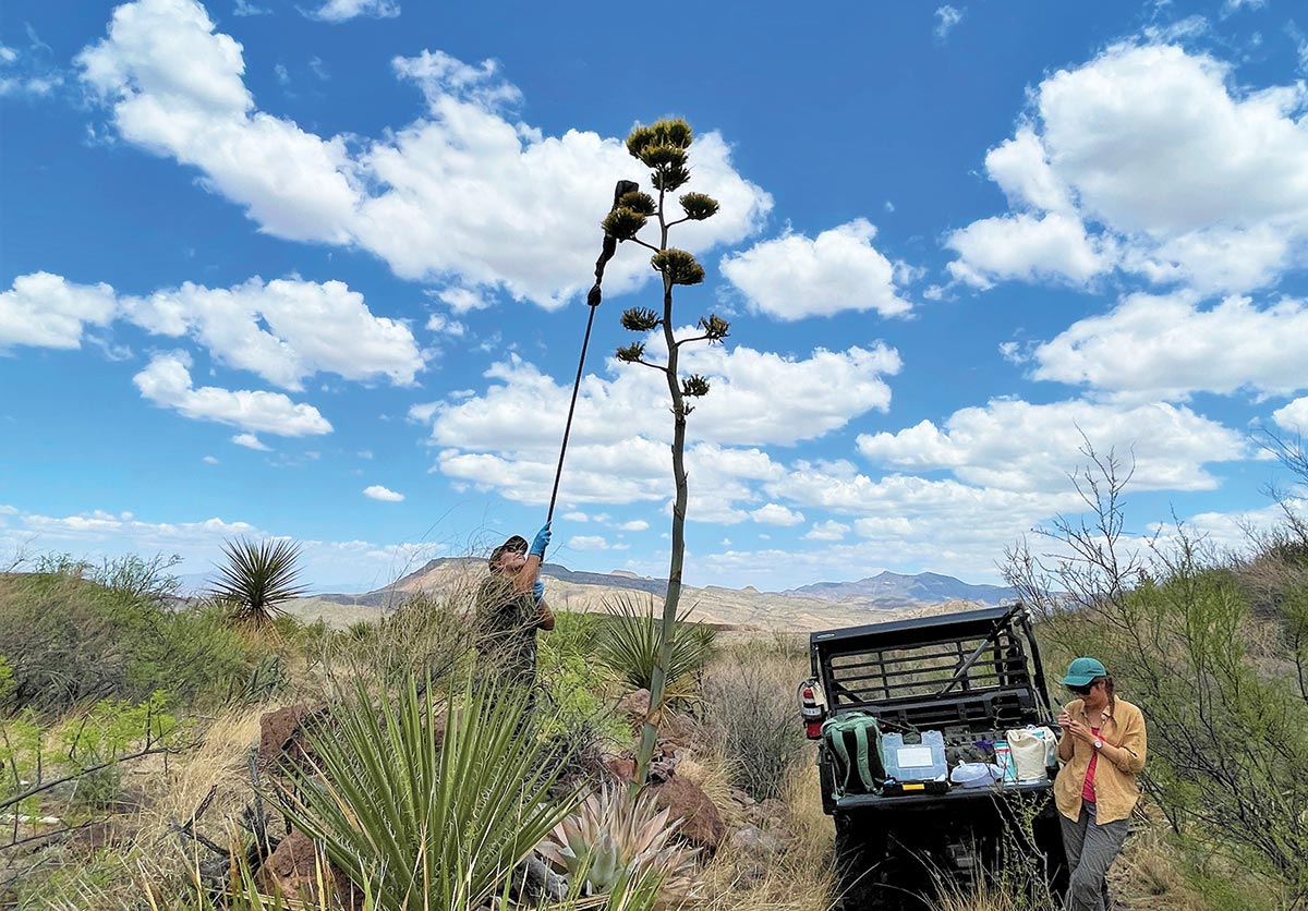 A landscape photograph of two individuals from the Bat Conservation International team surveying for Mexican-long nosed bats in the Trans-Pecos region of Texas as one of the individuals is examining an agave flower tree and the other is inspecting a sample test in the afternoon