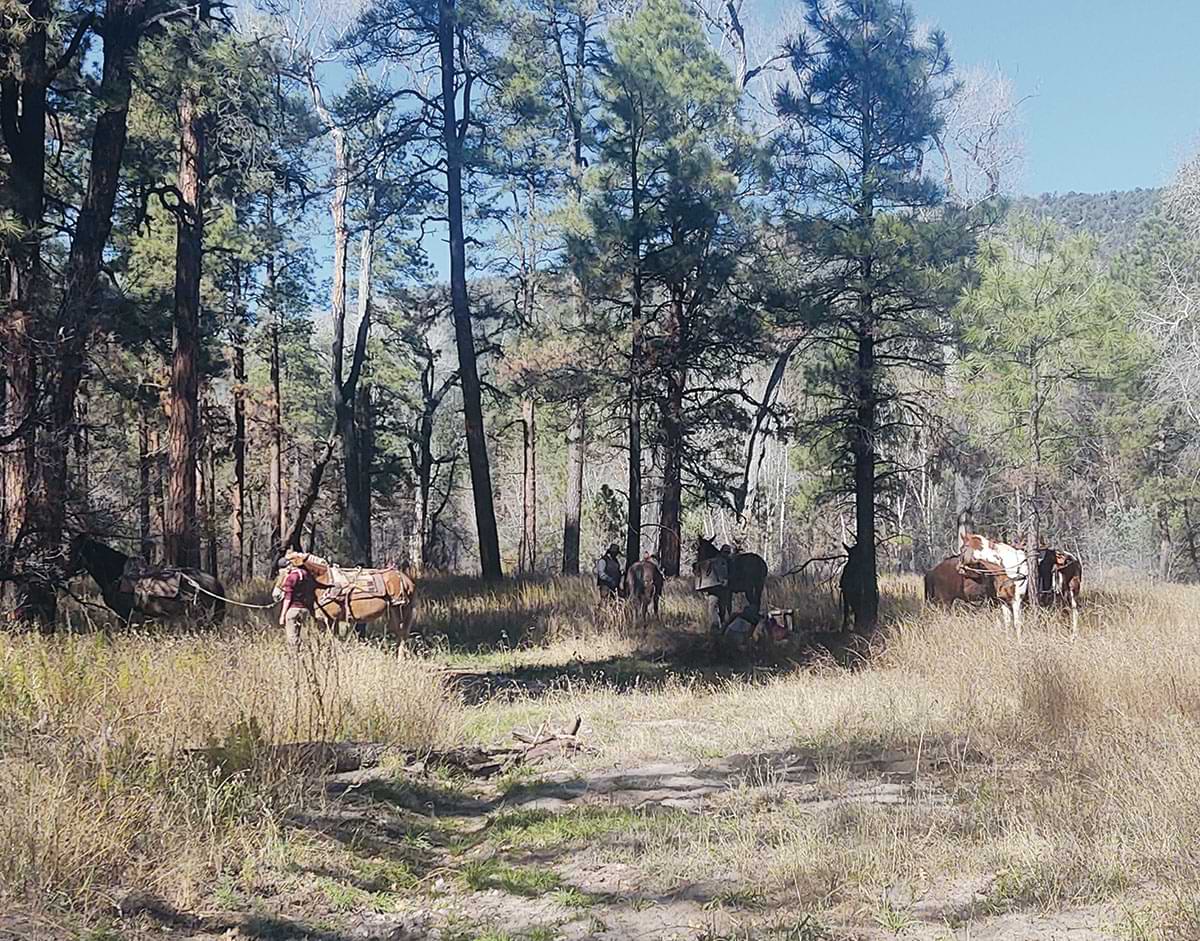 A portrait photograph of a terrain area from The Gila National Forest during the bright sunny day with a few horses scattered around and two individuals caring for/overlooking the horses surrounded by numerous trees (The Black Fire took place here in May 2022)