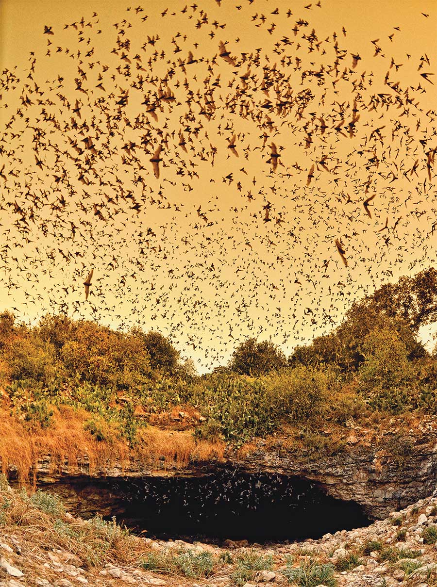 Mexican free-tailed bats at Bracken Cave