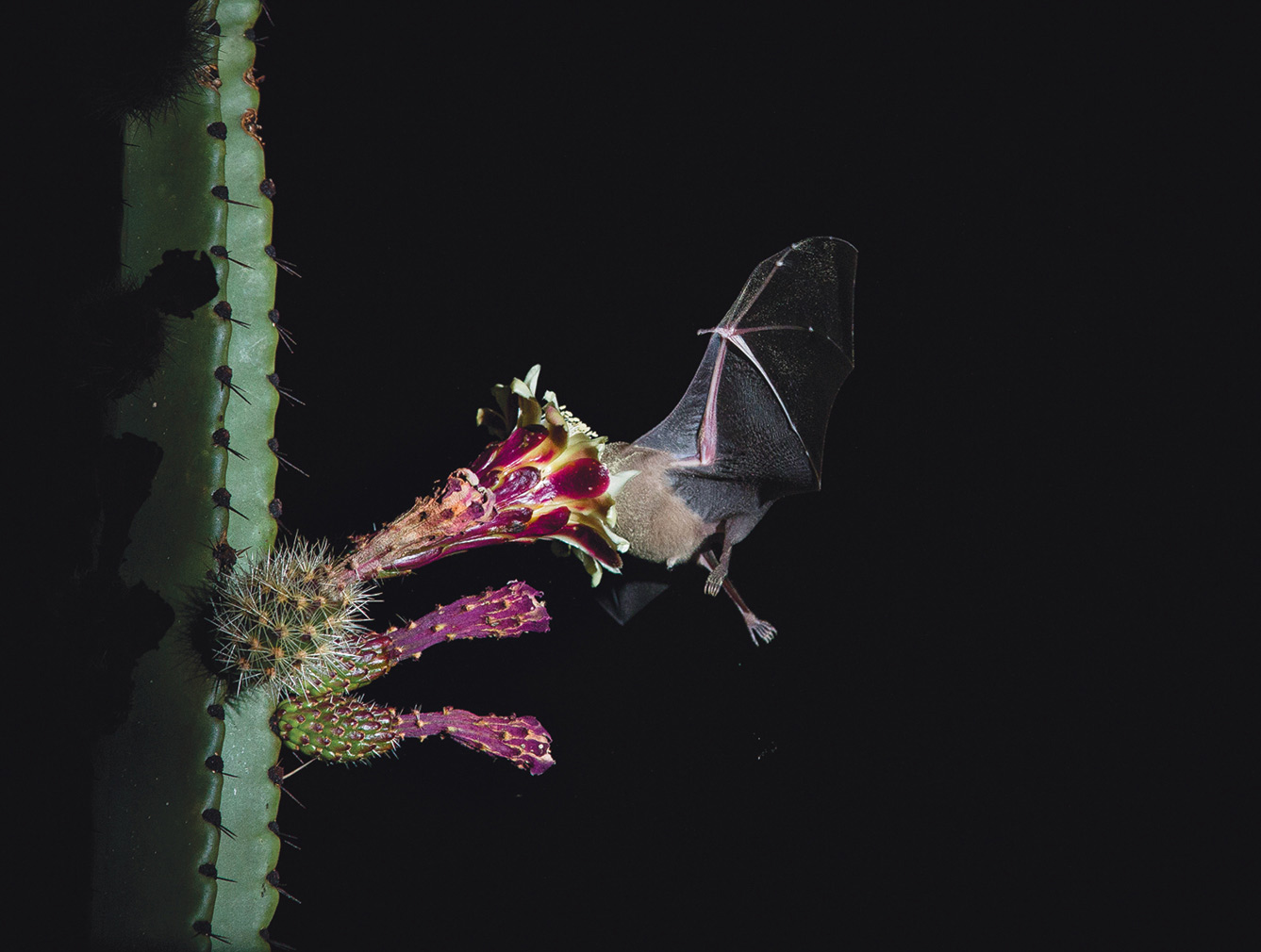 lesser long-nosed bat pollinating Pitaya