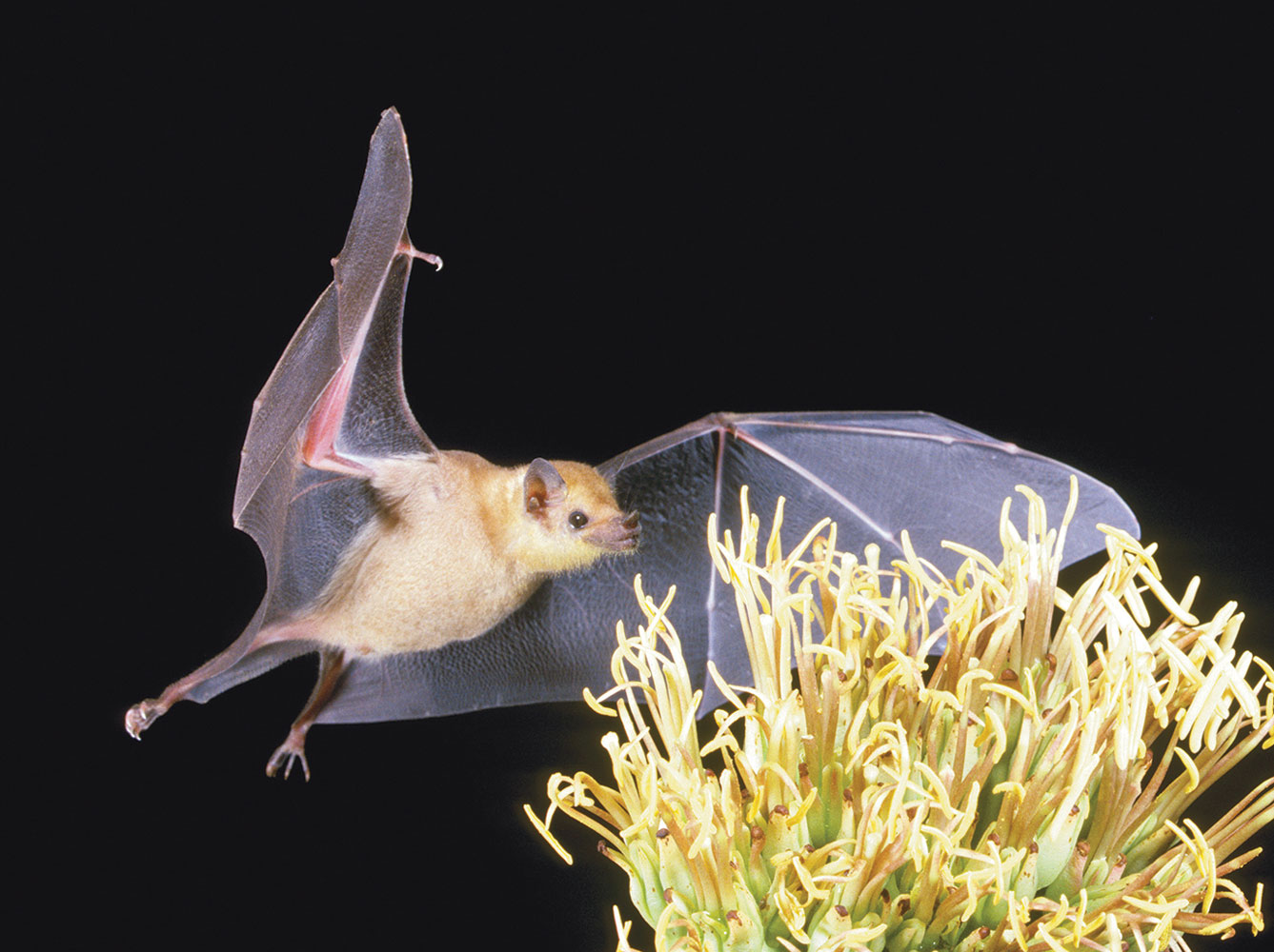 lesser long-nosed bat flying toward a flower