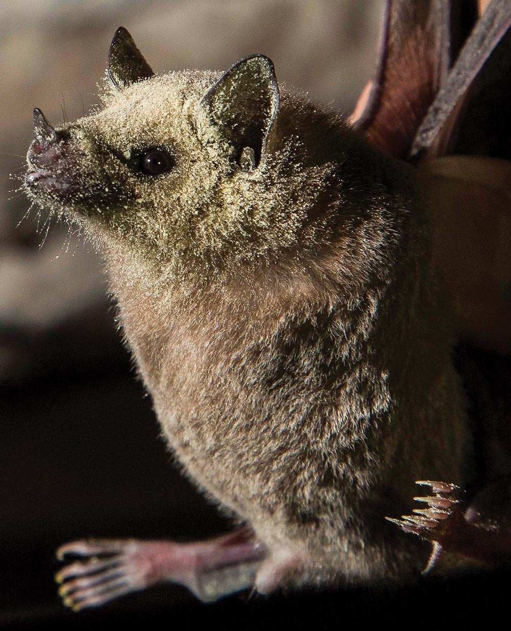 lesser long-nosed bat covered in pollen