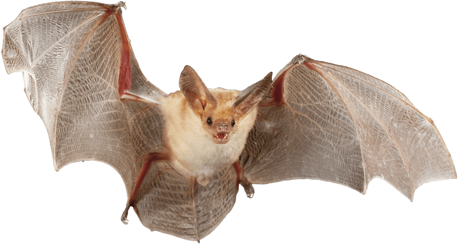 a Pallid bat with its wings spread in flight