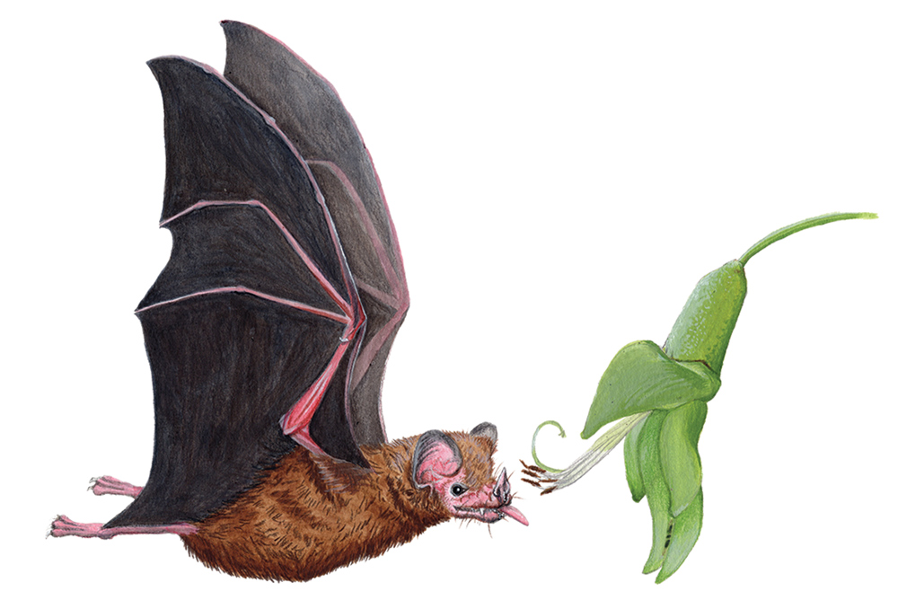 illustration of long tongued bat