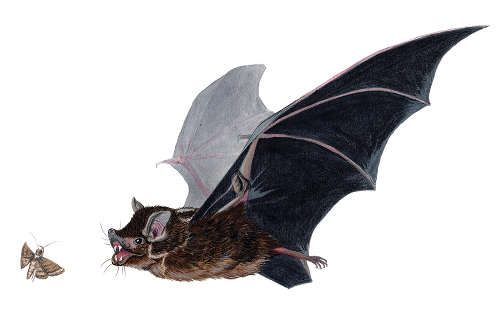 illustration of greater-sac winged bat