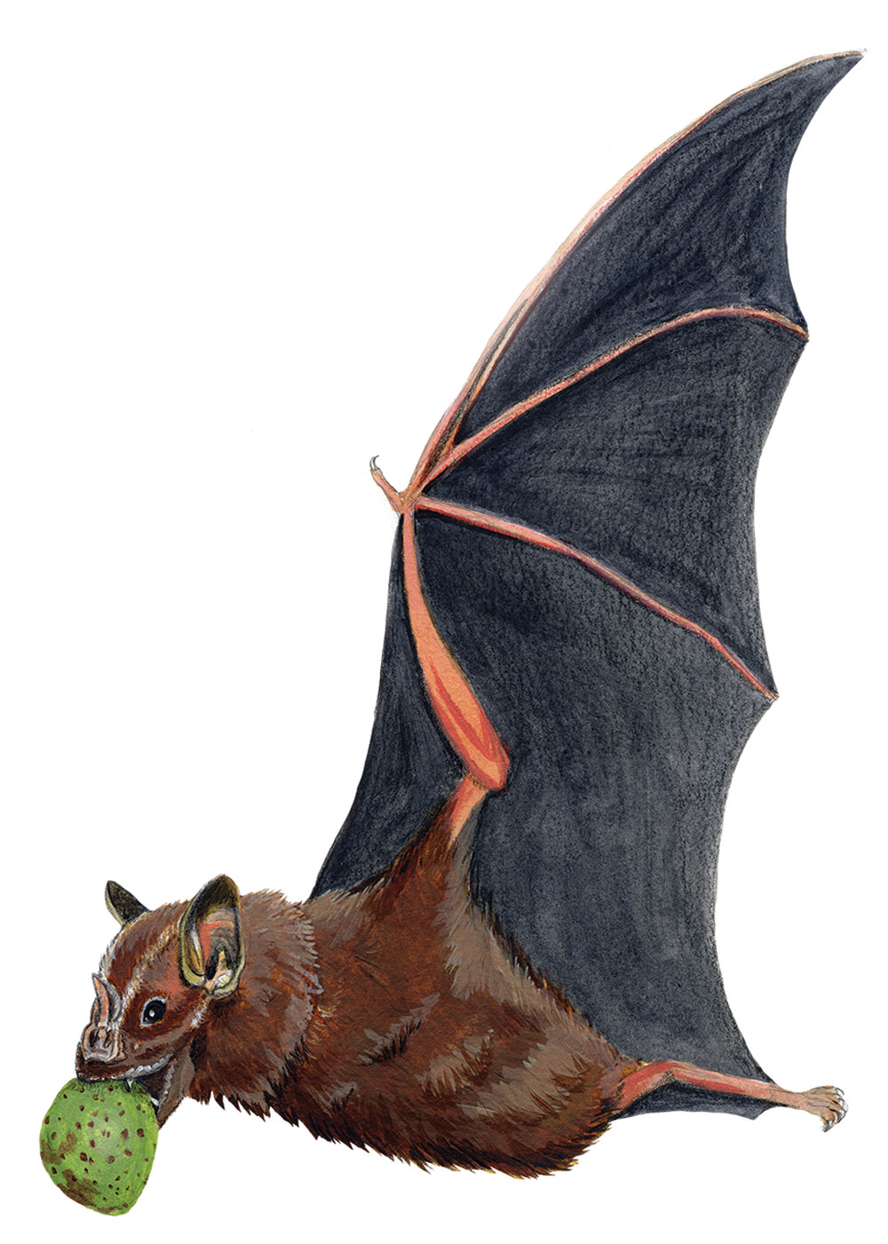 illustration of fruit eating bat