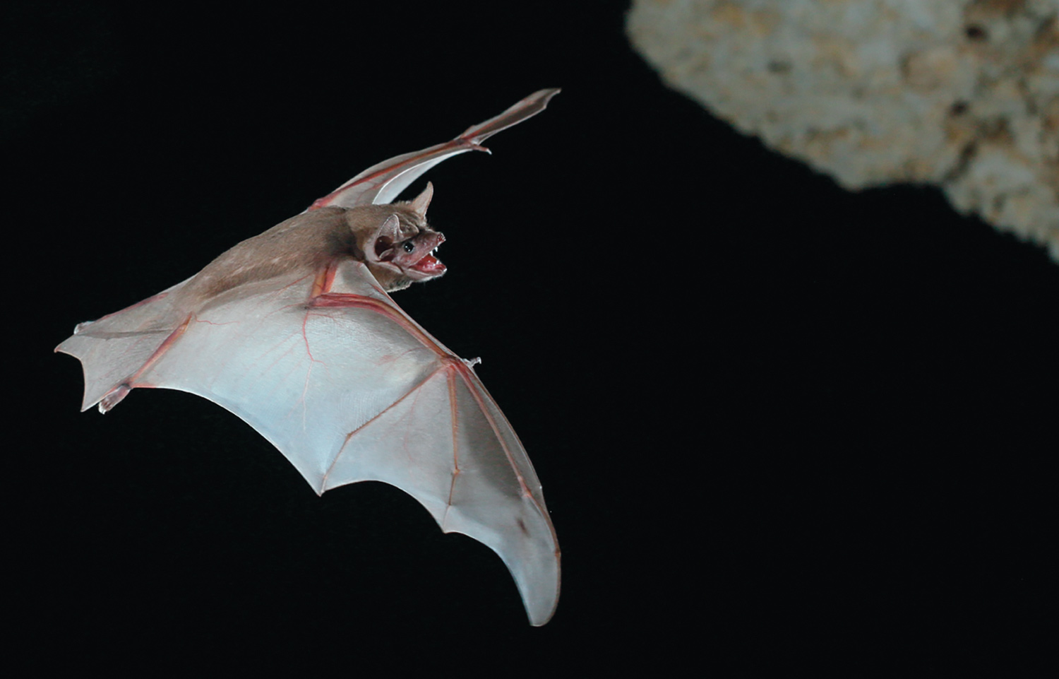 Hildegarde's Tomb Bat flying in the night