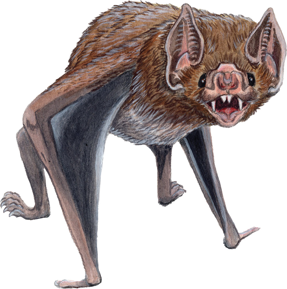 illustrated vampire bat 