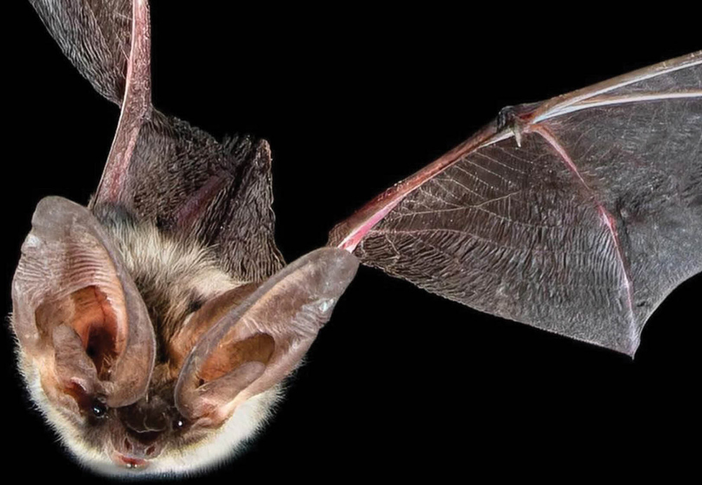 Allen’s Big-Eared Bat