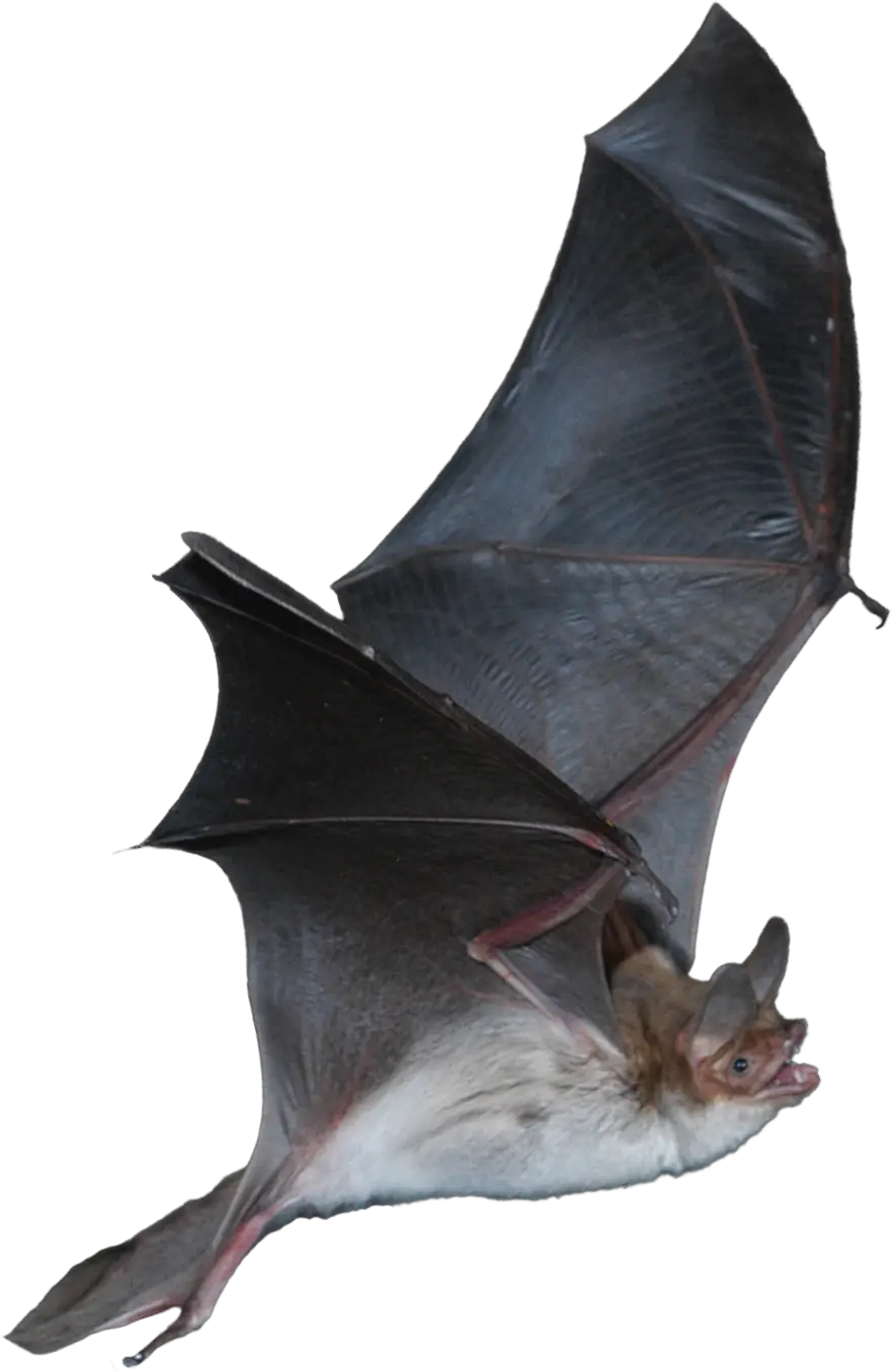 Fish-Eating Bat