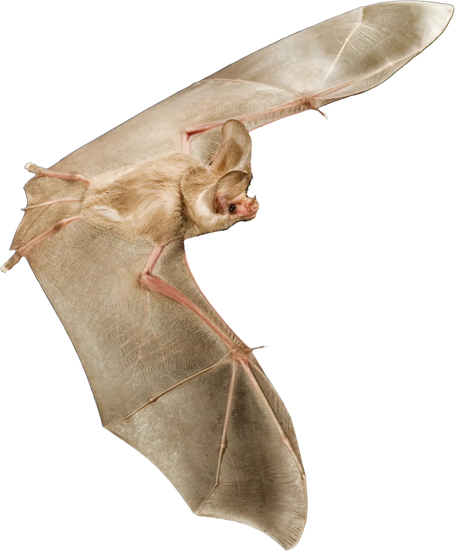 California Leaf-Nosed Bat