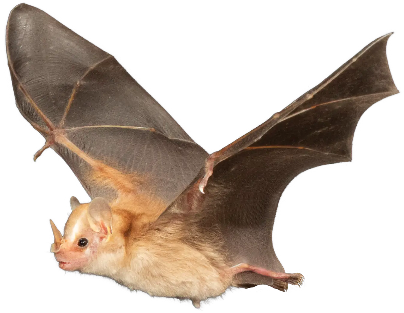Little Yellow-Eared Bat