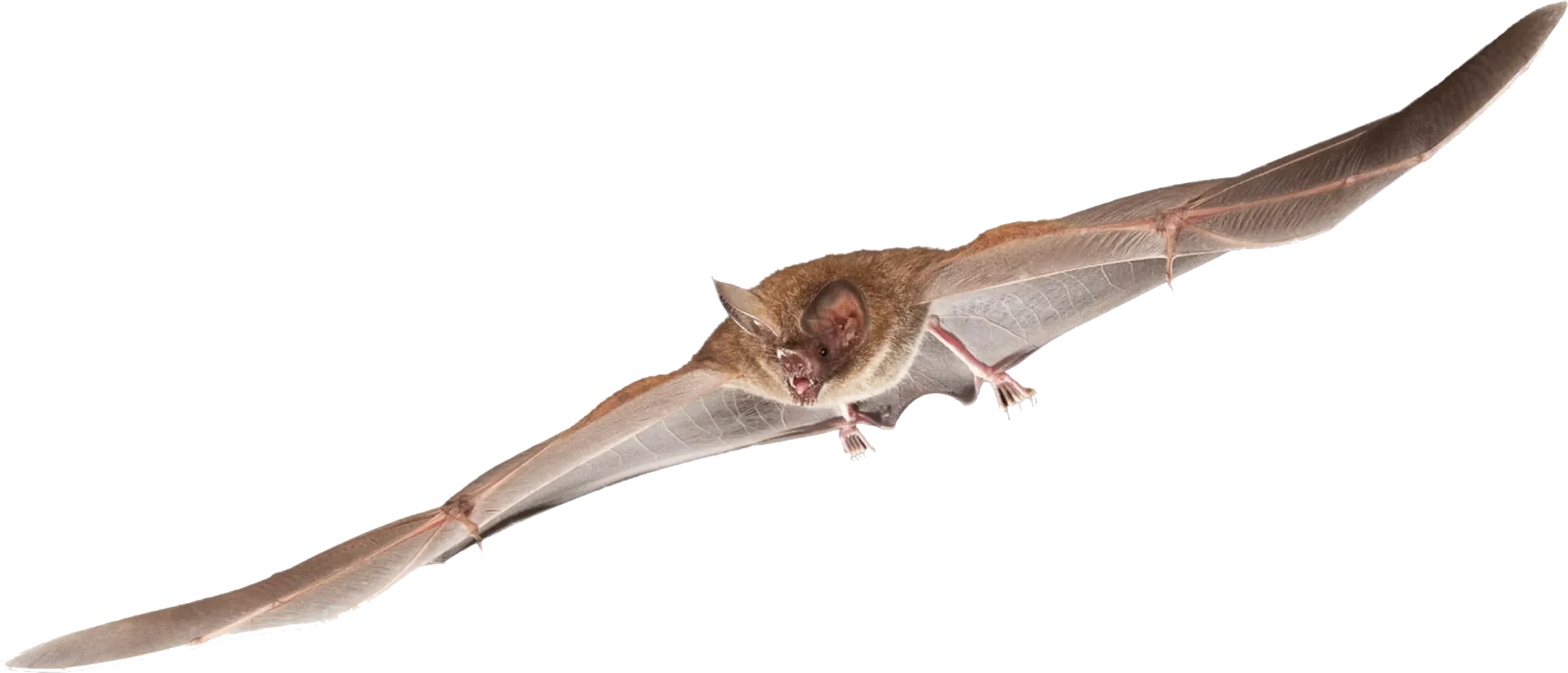 Fringe-Lipped Bat